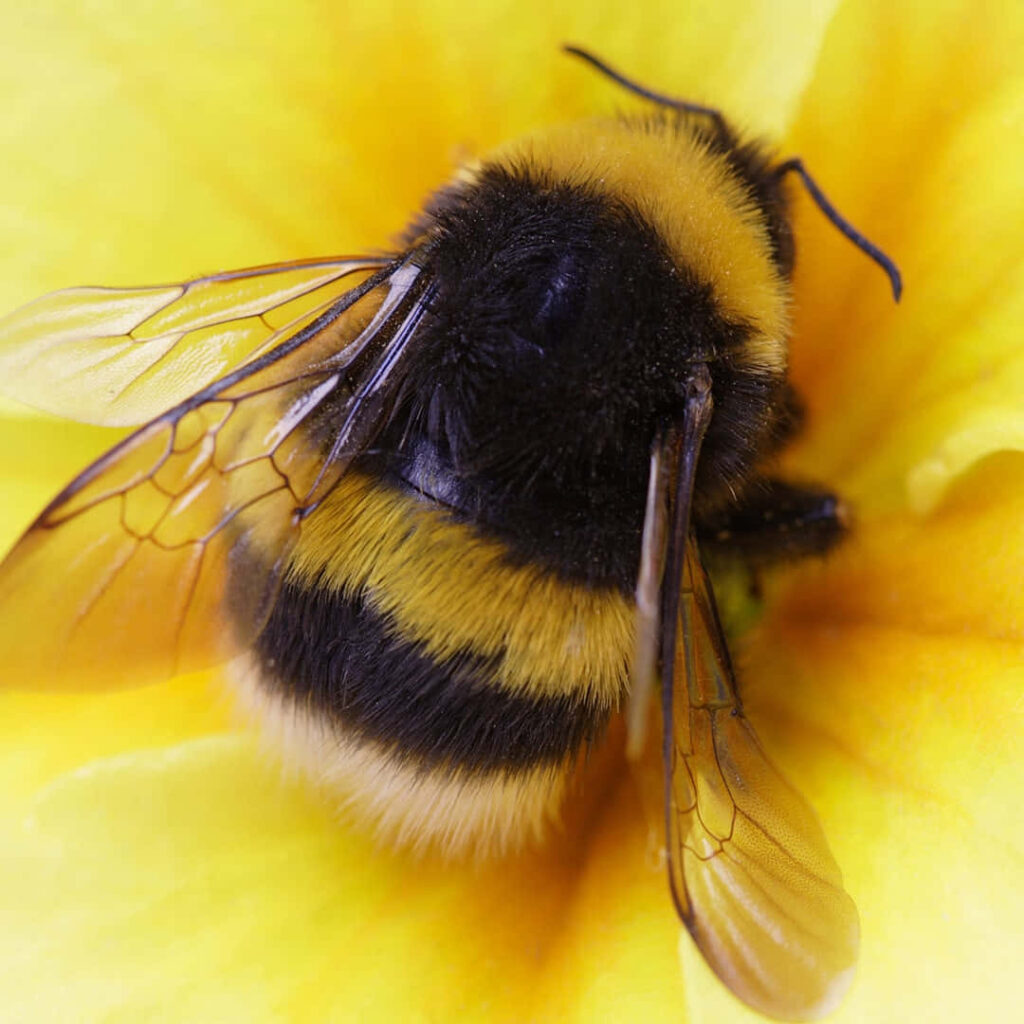 a bee on a yellow flower, HD