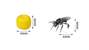 Sugarbag bee size comparison: Tiny Australian native pollinator next to 4mm bead, showcasing its miniature stature and ecological importance